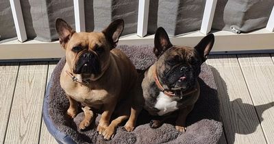 Two French bulldogs die after pet sitter leaves them in car on hot day with no water