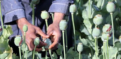 Despite the Taliban's pledge to eradicate opium, the poppy trade still flourishes in Afghanistan