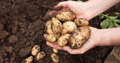 Shopper sparks debate and says 'life is a lie' after discovering symbol on bag of potatoes