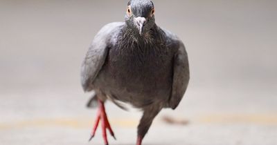 Pigeons are so smart their brains can rival Artificial Intelligence, experts say
