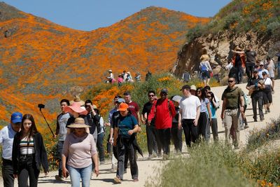 'Super bloom' swarms force California city to say no more