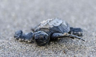 Sea turtles under threat from warming seas and hotter beaches, research suggests