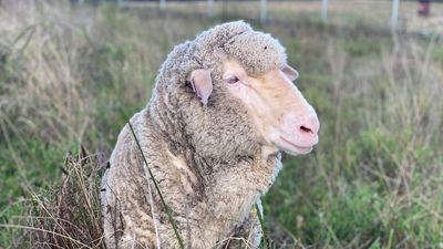 Sheep and humans have more in common when it comes to sharing stress, study finds