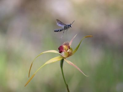 Thieves swipe rare orchids from WA conservation garden