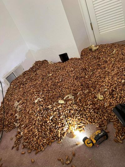 ‘A bit of a hoarder’: woodpeckers stash 700lbs of nuts in California home