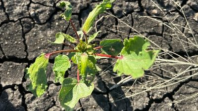 Weather And Networked Data app to help farmers prevent mass spray drift