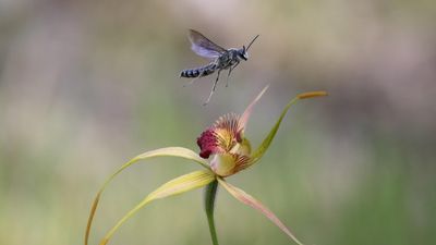 Nine hundred rare orchids, including Collie spider, stolen from Kings Park in brazen thefts