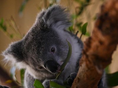 NSW planning laws failing to protect koalas: report
