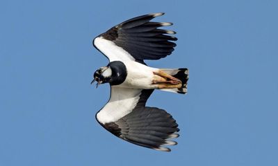 Birdwatch: listening to the lapwing’s ‘peewit’ ring out over Somerset Levels