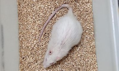 Anti-ageing scientists extend lifespan of oldest living lab rat