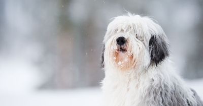 Vet warns dog owners over deadly toxins during cold weather