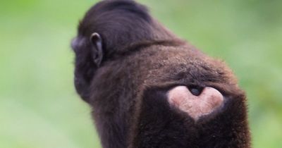 Dublin Zoo offering special offer for couples this Valentines Day
