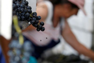 France struggles with wine surplus