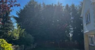 Scots man wins battle to have neighbour's 40ft trees chopped down