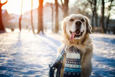 Warning to dog owners of dangerous winter toxins