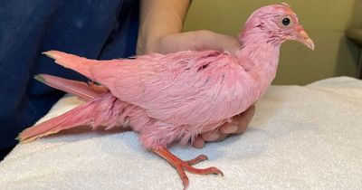 Pigeon dyed pink for gender reveal party dies after being found starving in park