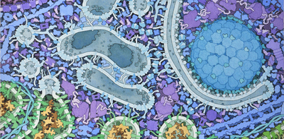 Cells routinely self-cannibalize to take out their trash, aiding in survival and disease prevention