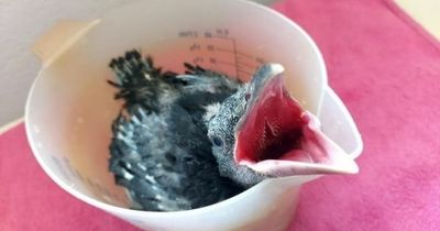 Tiny five-day-old crow rescued and raised in a jug is nursed back to health by SSPCA
