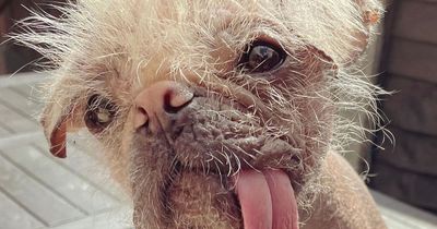 Ugliest dog in the UK enjoys 'makeover' during pamper day at luxury animal spa