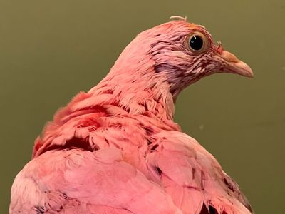 A pigeon named Flamingo is dead after someone dyed it pink