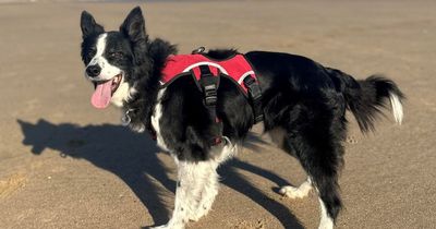 'Best dog I have ever had' - More than 30 dogs turn out for beloved collie's last-ever walk before death