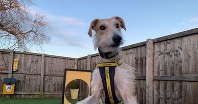 Edinburgh's two longest Dog's Trust residents looking for a loving home