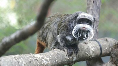 A man jailed in the theft of monkeys from the Dallas zoo said he'd do it again