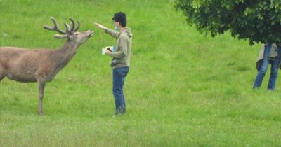 Plan to fine people for getting too close to deer at Wollaton Park