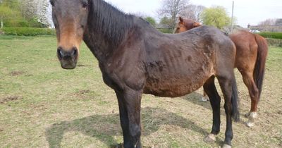 Leeds horse left lice infested and neglected by owner makes miracle recovery