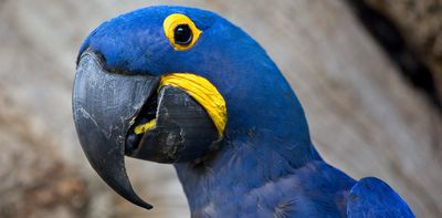 New bird brain study shows evolving a big brain depends on having 'good' parents