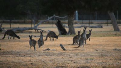 Australia's commercial kangaroo industry says 'false accusations' have led to US states trying to ban roo products