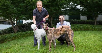 New scheme matches greyhounds with police