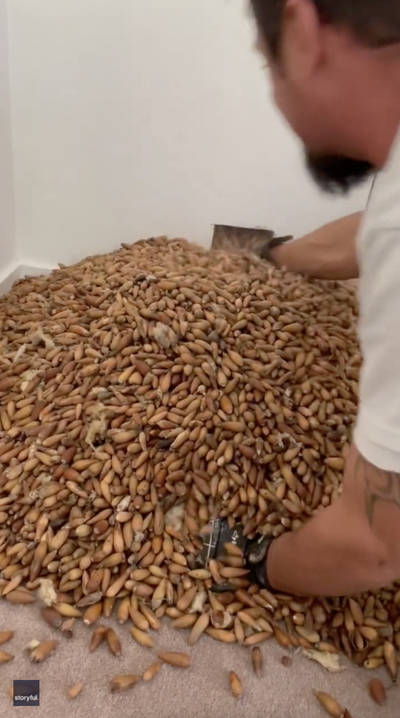 Woodpeckers went nuts, stashing 700 pounds of acorns in the wall of a California home