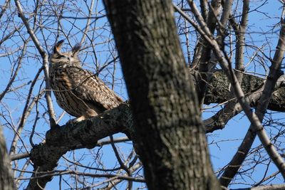 Owl who escaped from zoo is NYC's latest avian celebrity