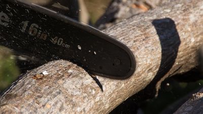 Seven charged over alleged firewood theft in reserve in southern Tasmania after early morning sting