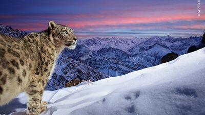 Snow leopard wins Wildlife Photographer of the Year People's Choice Award