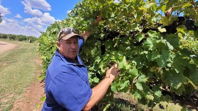 NSW wineries at breaking point from decimated crops, declining tourism after floods