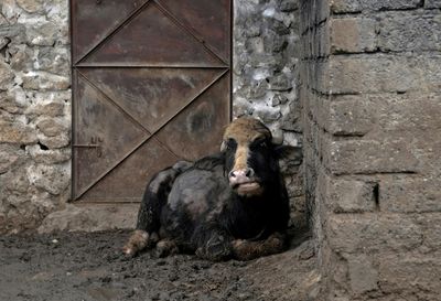 Foot-and-mouth variant hits Iraq buffaloes, threatening livelihoods