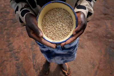 UN eyes revival of millets as global grain uncertainty grows