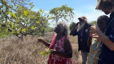 Plans for Indian sandalwood trials on Groote Eylandt as remote NT community looks to future after mining