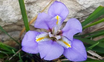 Country diary: The Algerian iris is my madeleine