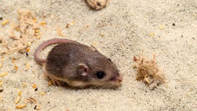 Tiny California mouse sets Guinness World record for longevity in human care