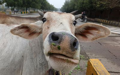 Indian gov’t says hug cows on Valentine’s Day, Twitter cracks up