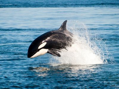 Killer whale mothers ‘pay high price’ for raising sons, study says