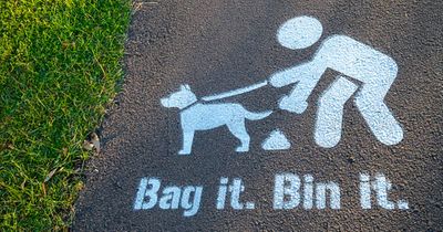 Armagh Banbridge and Craigavon Council to look at dog fouling fine increase
