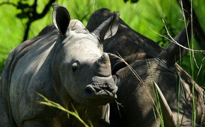 Rhino, elephant numbers rising in Uganda after years of poaching - agency