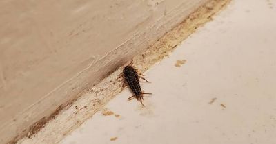 How you can avoid silverfish infestations as pests invade Dublin homes