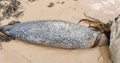 Bird flu discovered in seals in Scotland as carcasses found on coast