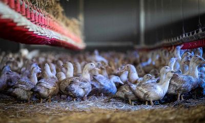 Zac Goldsmith criticises plans to shelve import bans on fur and foie gras