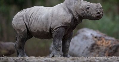 Dublin Zoo announce arrival of adorable baby rhino